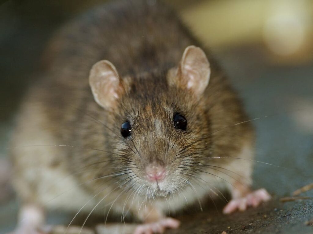 California Business Update: Retail Closures, Rodent Issues at Newsom-Linked Eatery, and Seafood Chain Shutdowns California Business Update: Retail Closures, Rodent Issues at Newsom Linked Eatery,