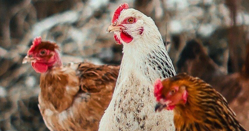 California Faces New Bird Flu Challenge California Faces New Bird Flu Challenge