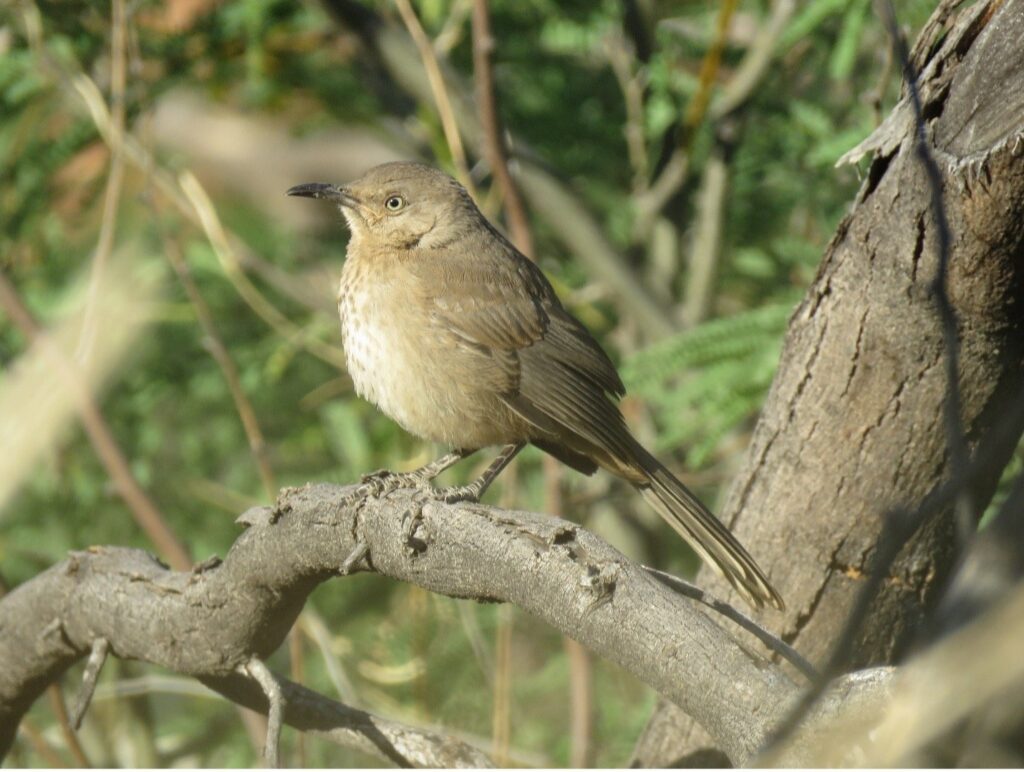 Protection Strategies for Desert Thrashers in California