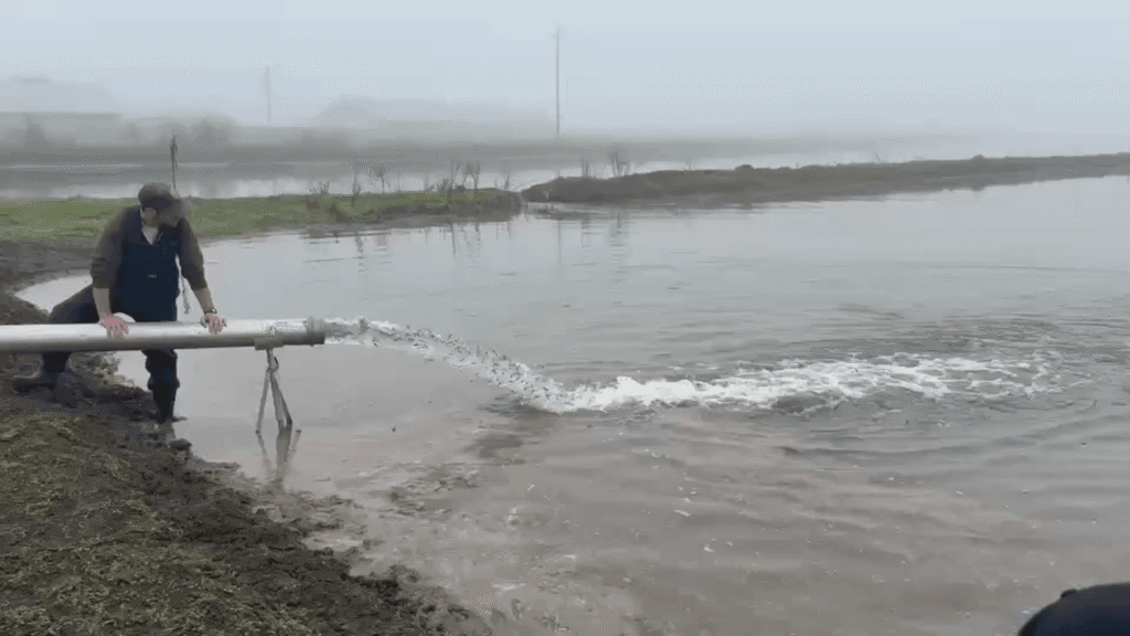 Salmon Boost: One Million Fish Released into California Rice Fields