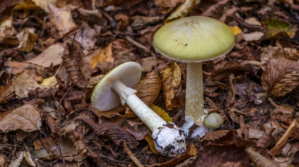 Surge in Death Cap Mushroom Poisonings Hits California After Rainfall Surge in Death Cap Mushroom Poisonings Hits California After Rainfall