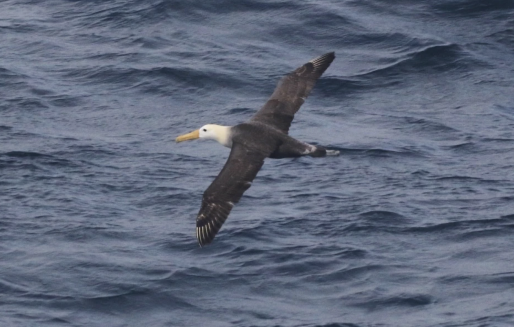 Albatross Takes Remarkable 3,000-Mile Journey to California, Leaves Scientists Baffled Albatross Takes Remarkable 3,000 Mile Journey to California, Leaves Scientists Baffled