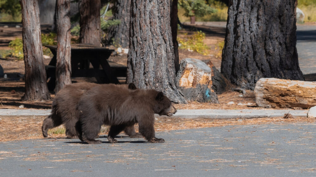 Bears Love California Car Lunchboxes: Keep Food Secure!