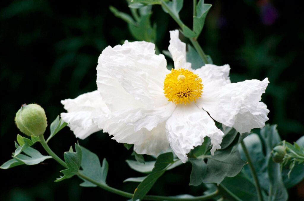 Discover 15 Stunning Native Flowers of Southern California