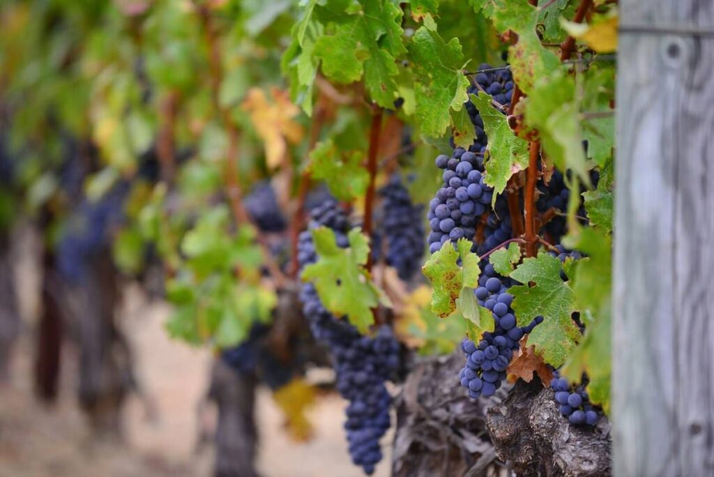 Discover the Hidden Gem: America's Top Wine Region in a
