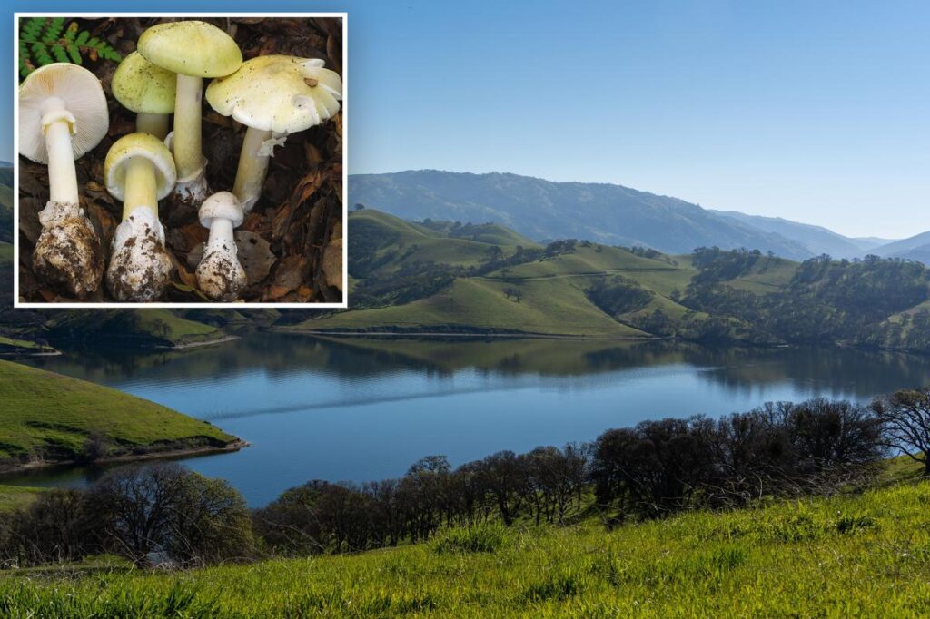Freak Weather Fuels Deadly Death Cap Mushroom Outbreak in California