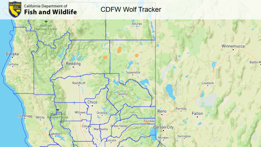 Rising Wolf Activity Sparks Alert in Truckee Region, Northern California