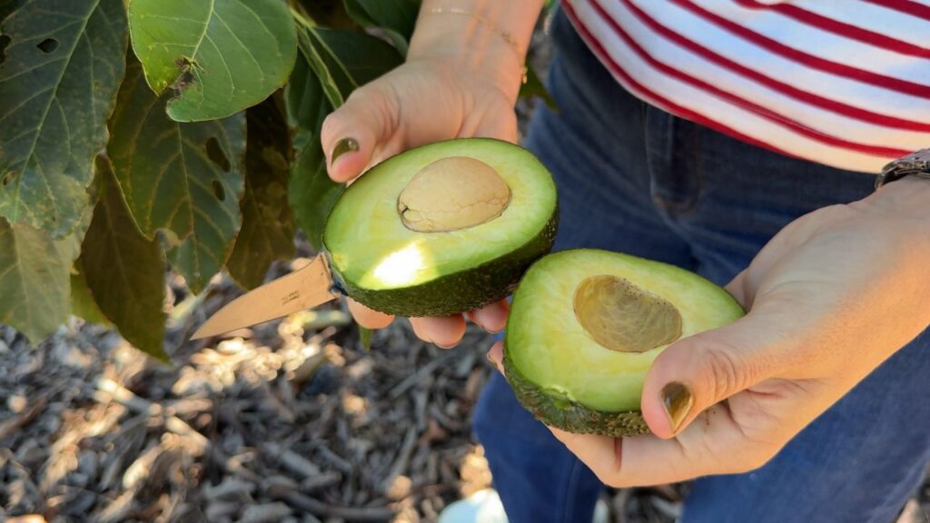 Brokaw Nursery’s Premium Californian Avocados Brokaw Nursery's Premium Californian Avocados