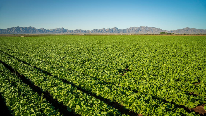 California Foodborne Pathogen Study Reveals Initial Insights California Foodborne Pathogen Study Reveals Initial Insights