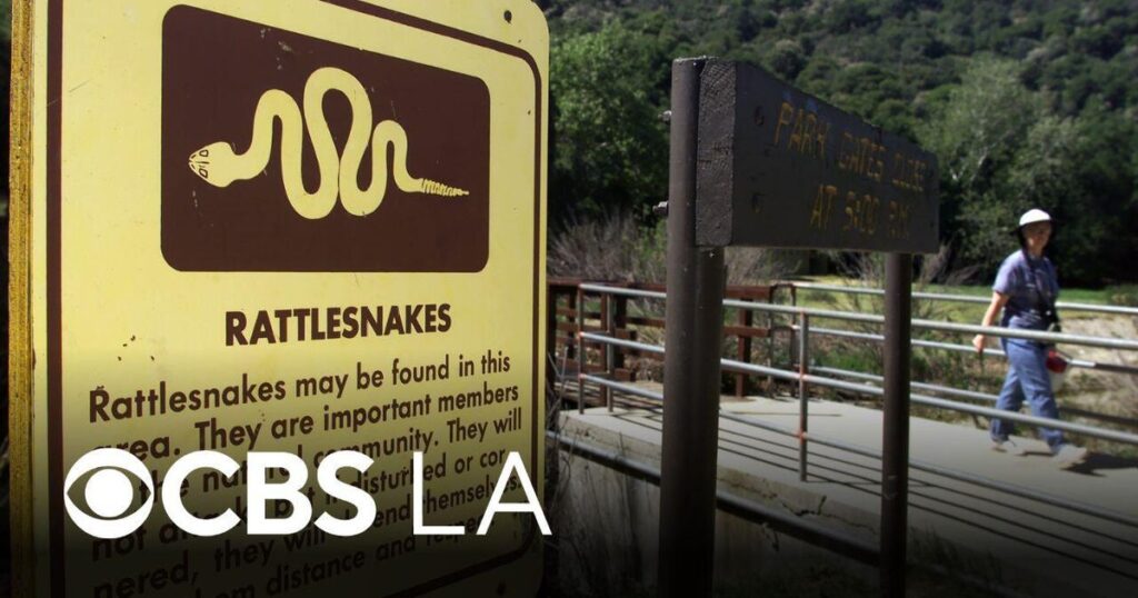 Early Rattlesnake Season Arrives with Southern California's Warm Weather