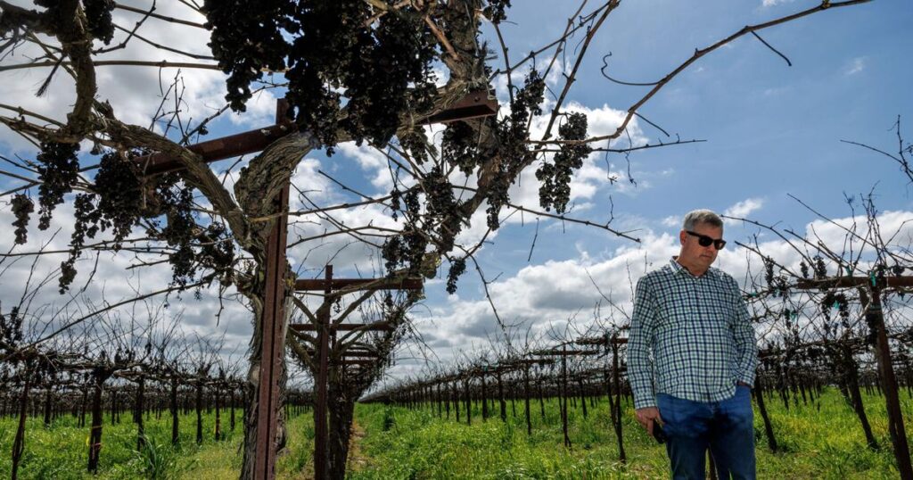 The Drying Vineyard: Exploring California's Wine Industry Challenges