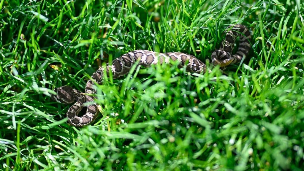 Tragic Hiking Accident: Woman Succumbs to Rattlesnake Bite in California